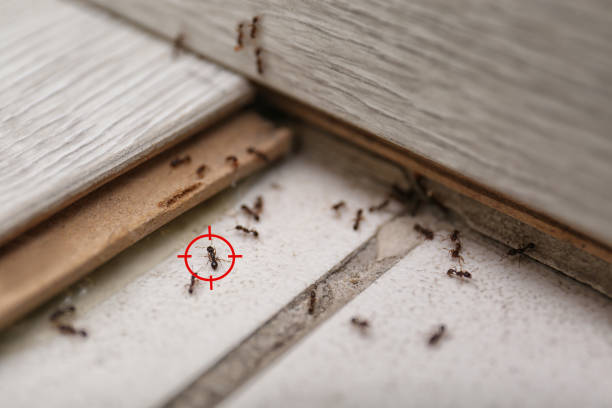 Best Mosquito Control Services  in Dewitt, MI
