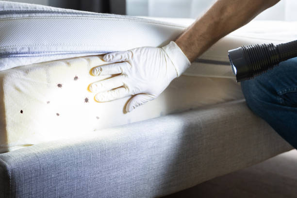 Best Local Pest Control Services  in Dewitt, MI