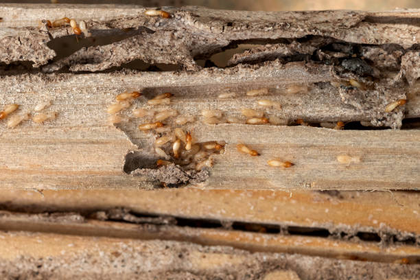 Bird Control in Dewitt, MI