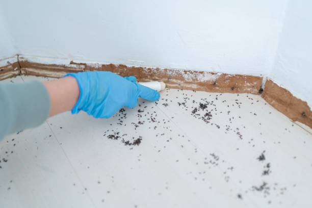 Pest Prevention Services in Dewitt, MI
