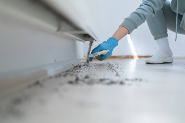 Best Termite Control Services  in Dewitt, MI